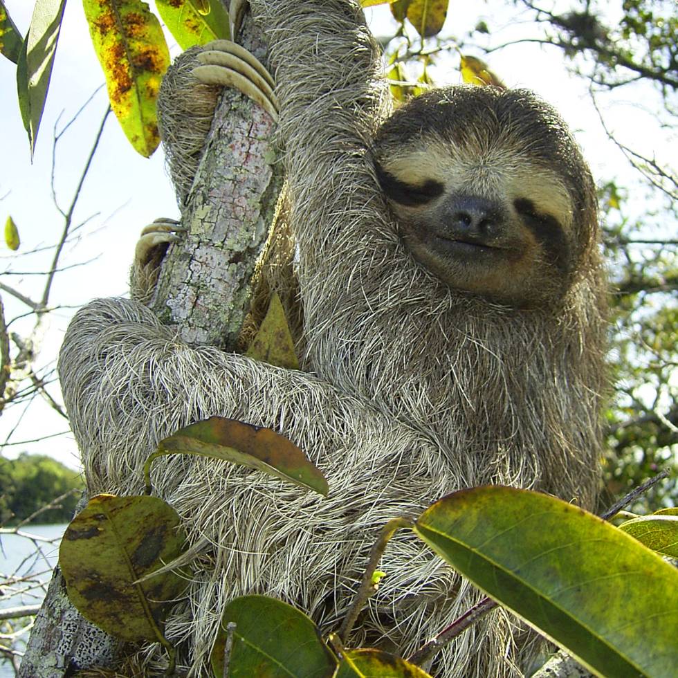 A three-toed sloth. (Credit: Wikimedia Commons/Stefan Laube)