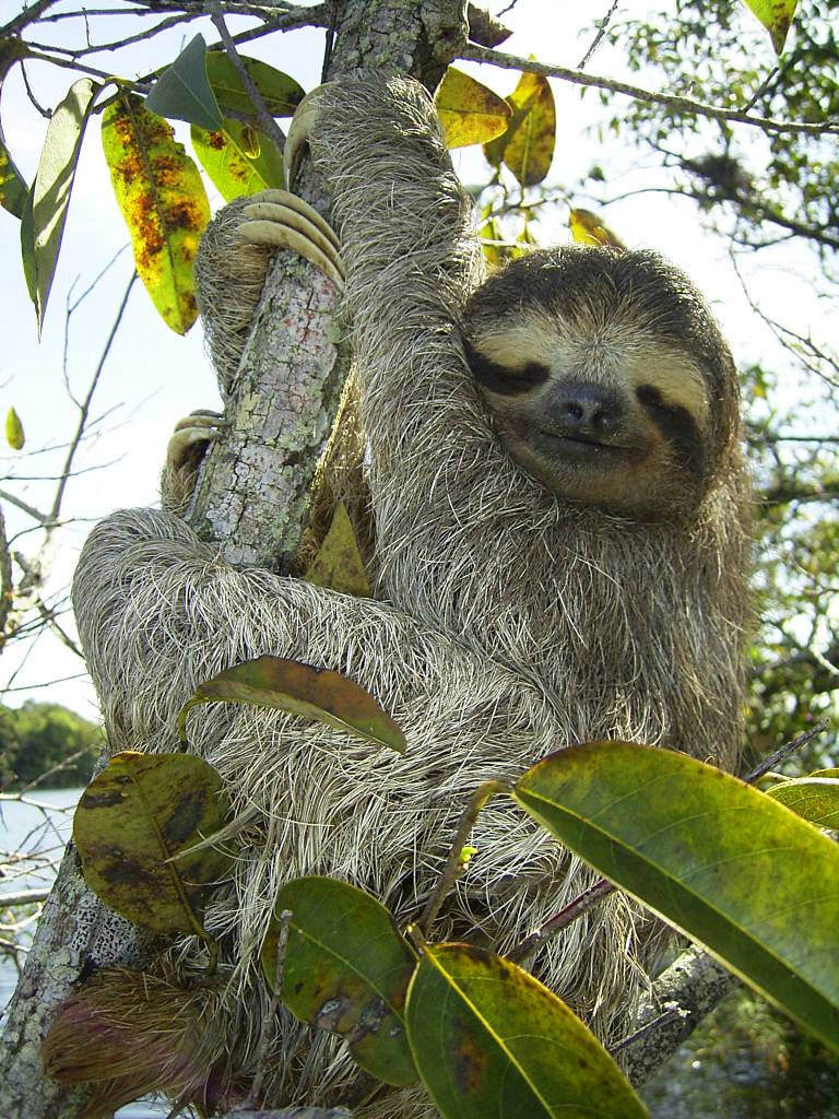 A three-toed sloth. (Credit: Wikimedia Commons/Stefan Laube)