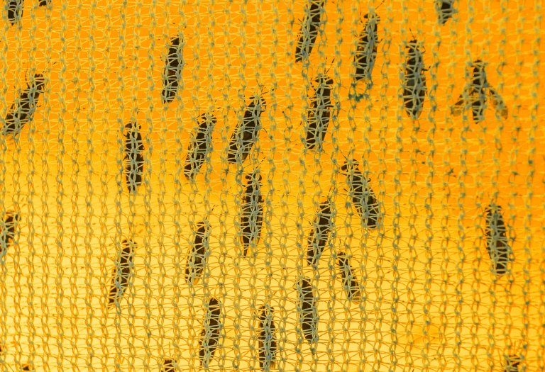 23SP-INSECTS-INYT-1-superJumbo